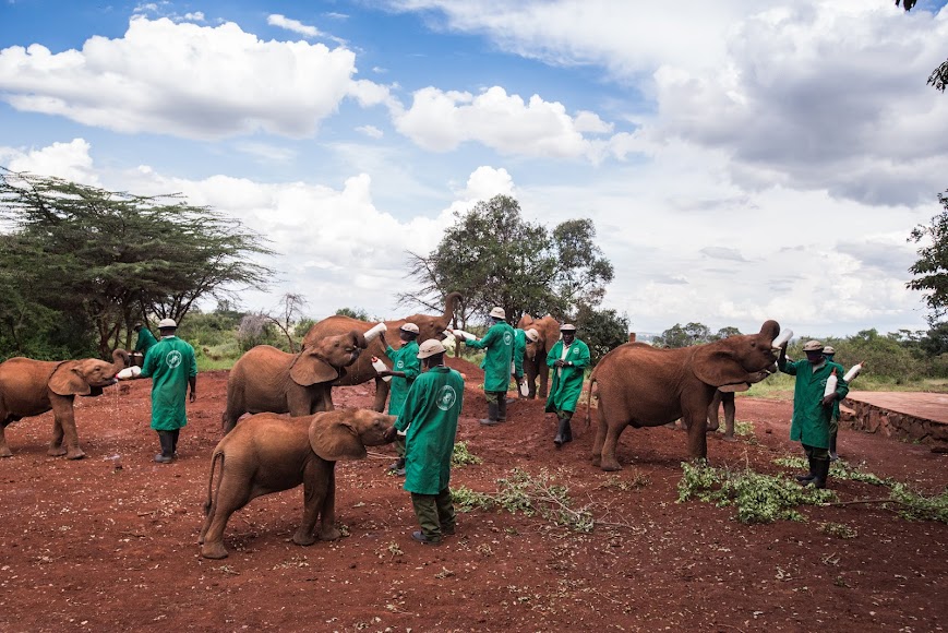 Daphne & David Sheldrick’s Elephant Animal Orphanage