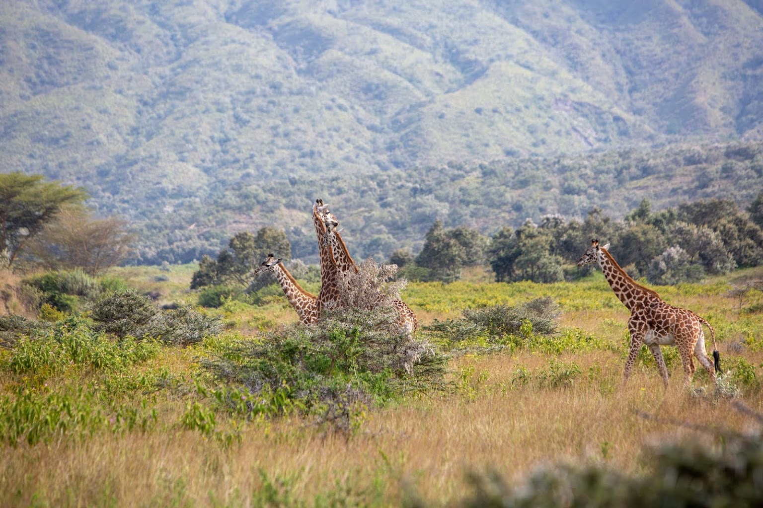 Mount Longonot Hiking & Trekking Full Day Tour From Nairobi