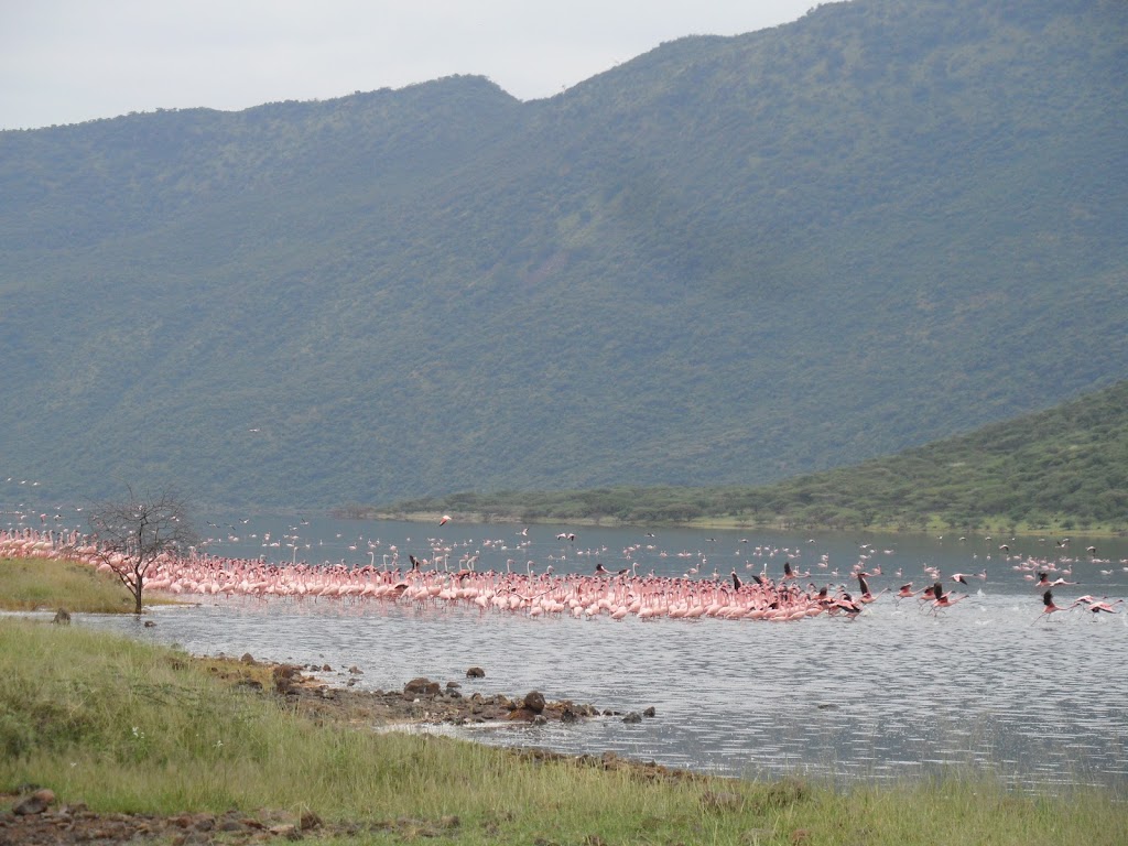 3 Days 2 Nights Lake Nakuru And Lake Bogoria Safari