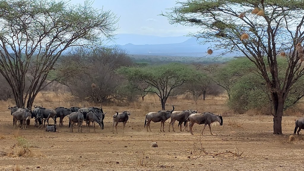5 Days 4 Nights Amboseli & Tsavo National Park Safari