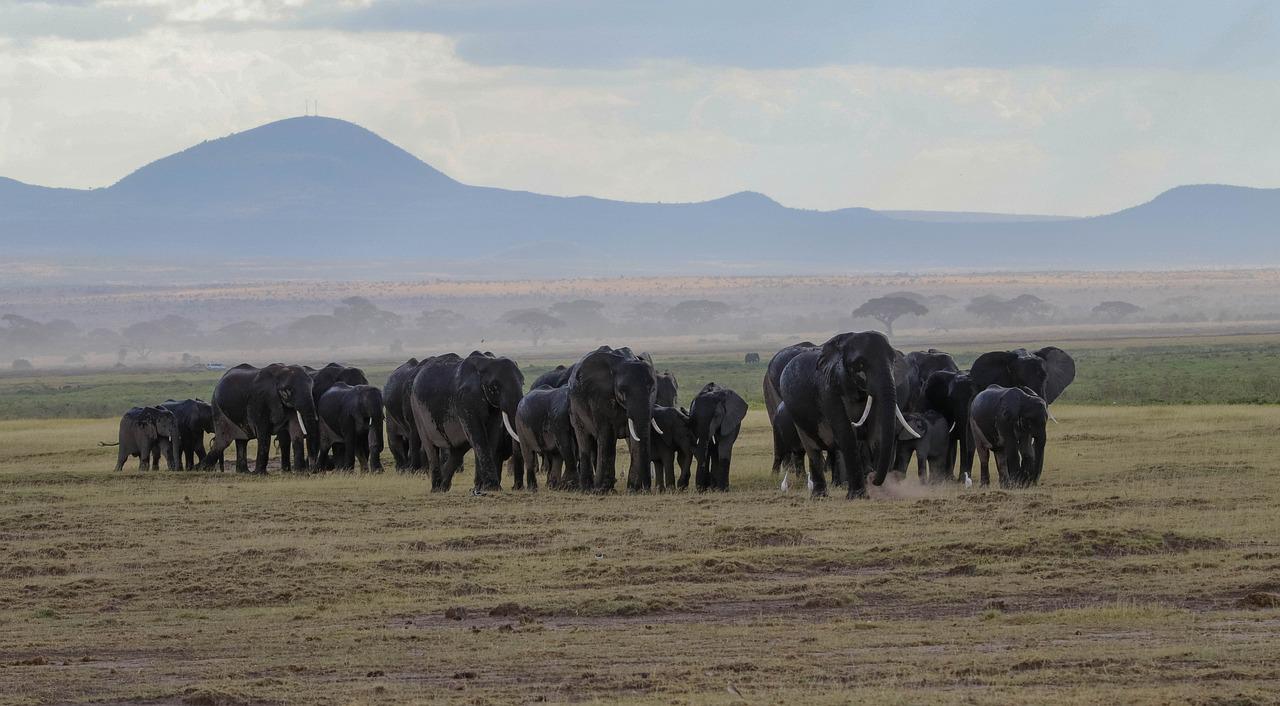 6 Days 5 Night Maasai Mara Nakuru Amboseli
