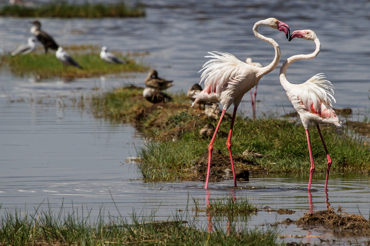 6 Days 5 Nights Samburu Game Reserve – Lake Nakuru & Masai Mara